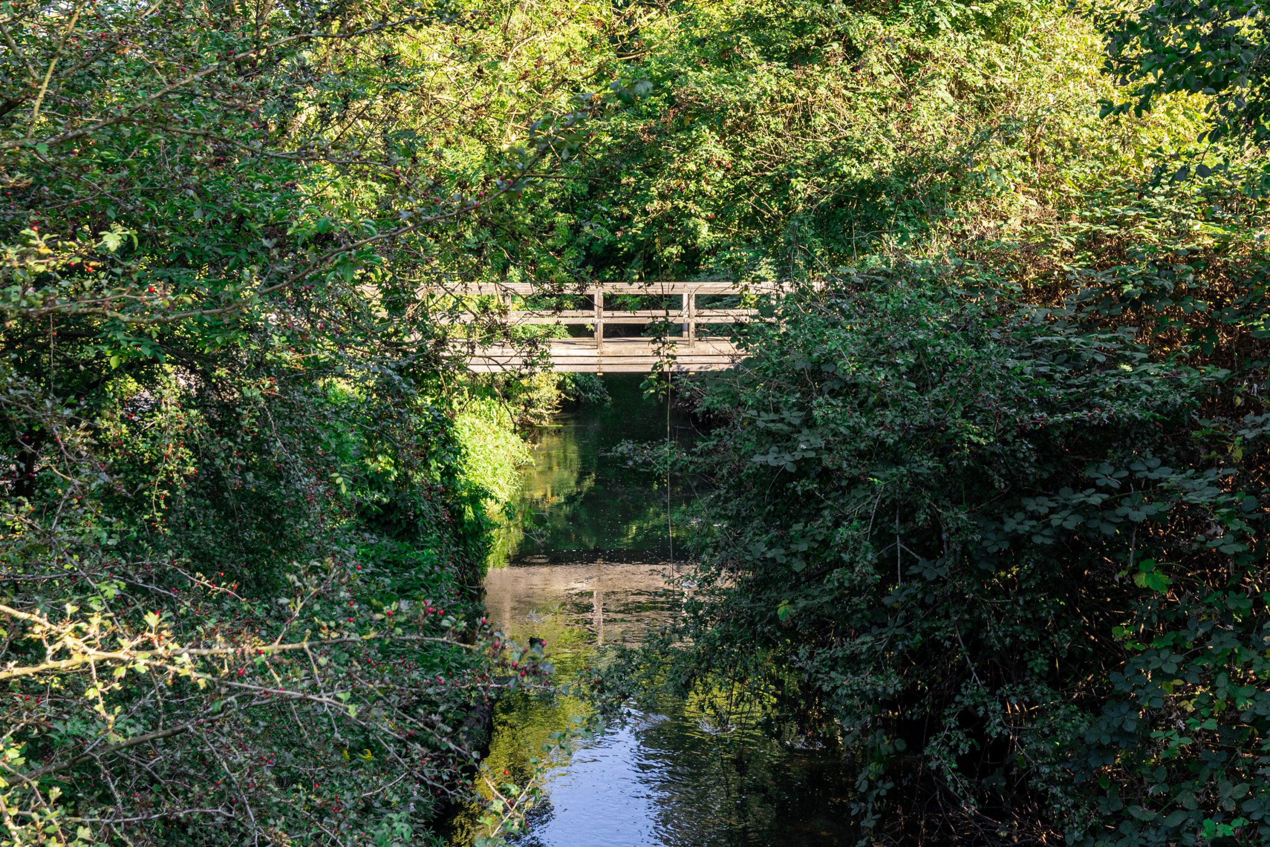 Holzbrücke über einen Bach, umgeben von dichtem grünen Gebüsch im Sommer.