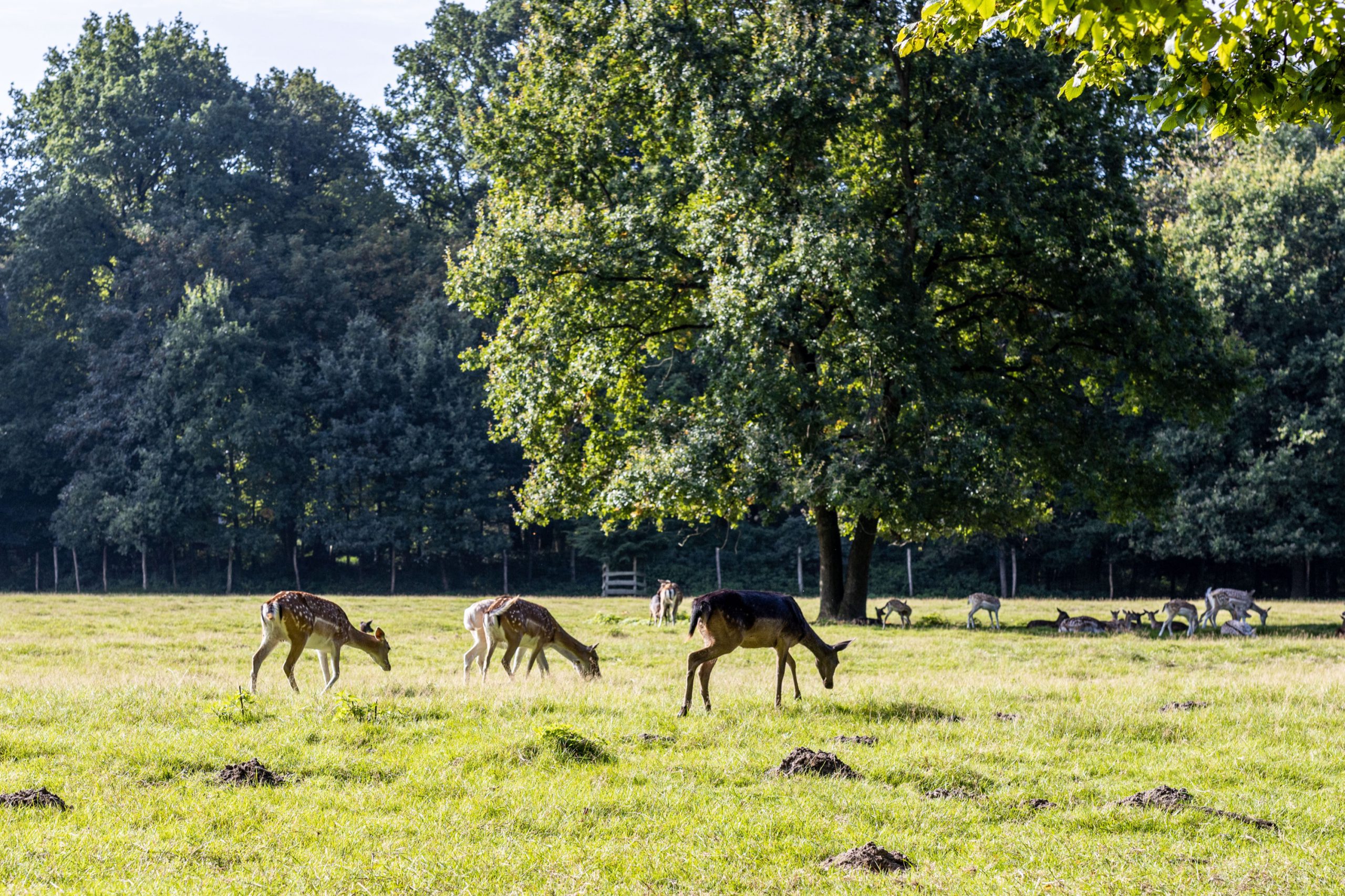 Mehrere Rehe grasen auf einer sonnigen Wiese vor großen Bäumen im Hintergrund.