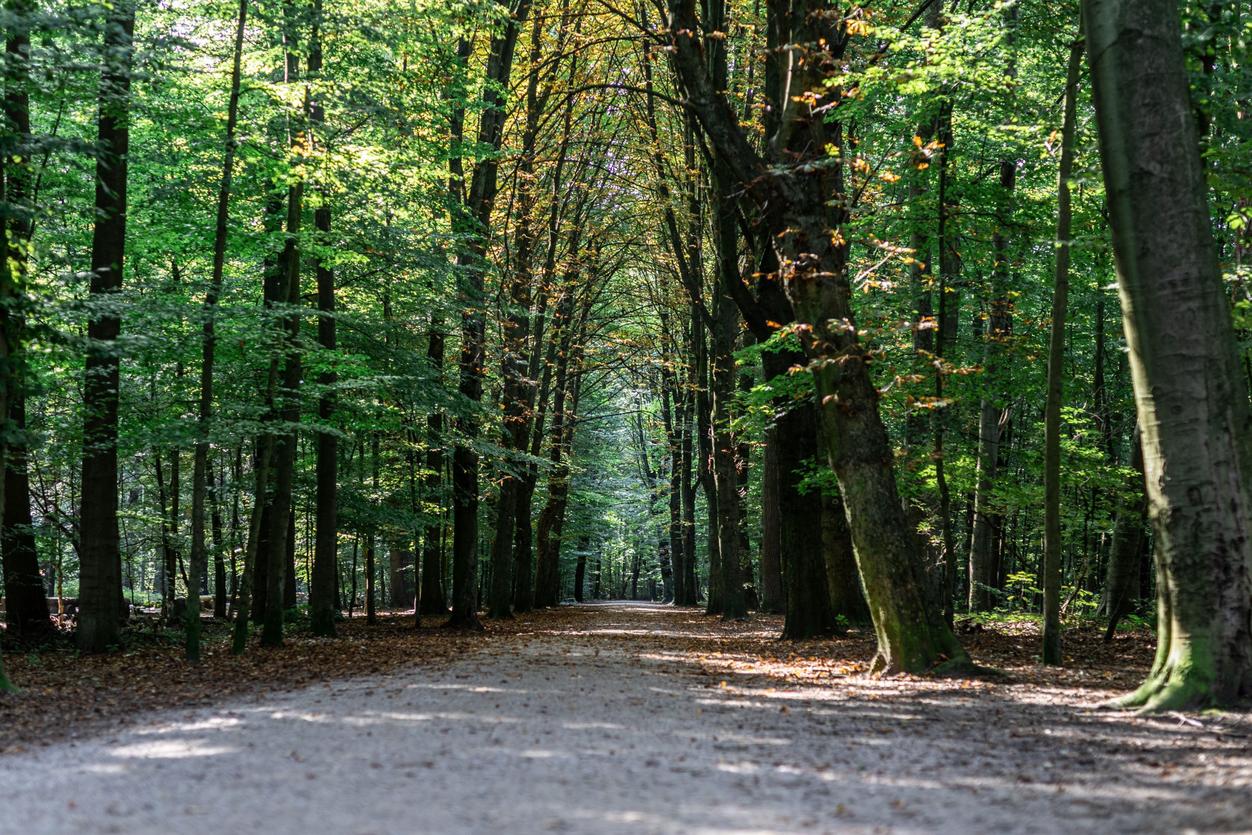 Lichtdurchfluteter Waldweg mit hohen grünen Bäumen an einem sonnigen Tag.