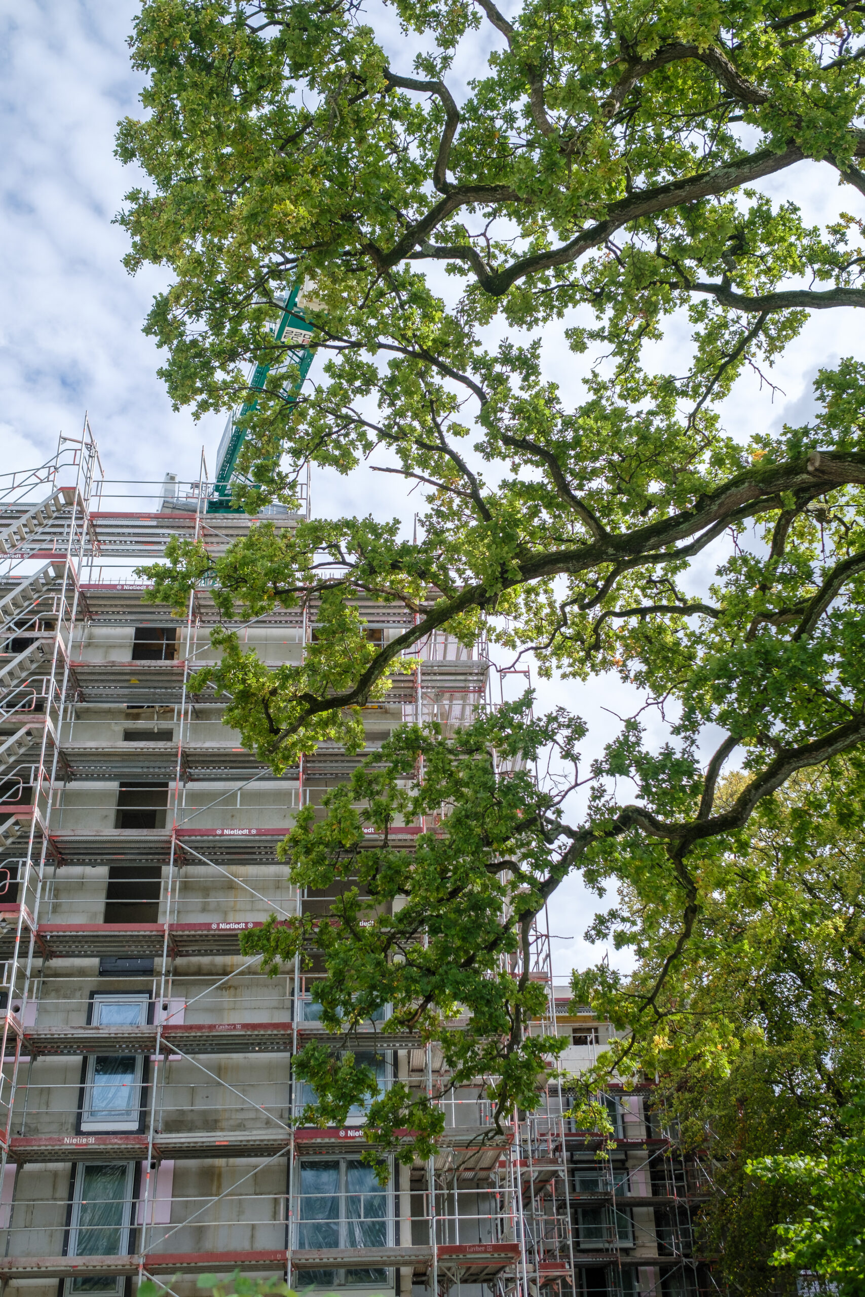 Baustelle mit Gerüst hinter grünem Baum, Kran ragt in den Himmel.